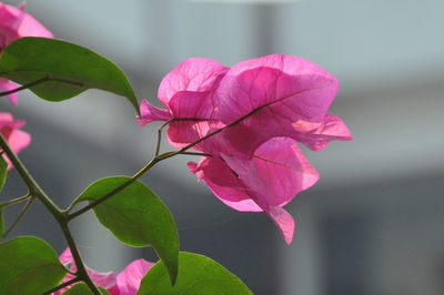 Close-up of pink flower