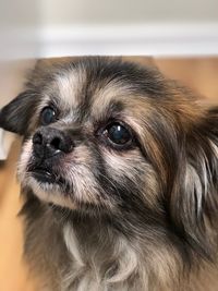 Close-up portrait of dog