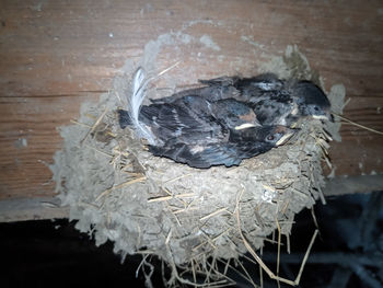High angle view of bird in nest