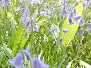 Close-up of crocus blooming on field