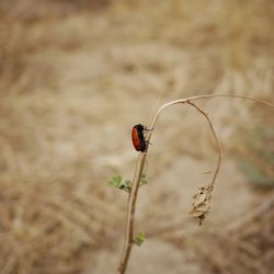 Close-up of ladybug on plant