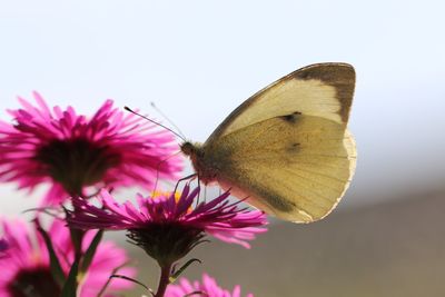 Close-up of butterfly on pink flower