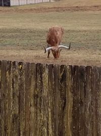 View of bird on wood