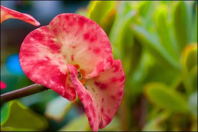 Close-up of pink flower blooming outdoors