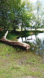 Trees by lake in forest