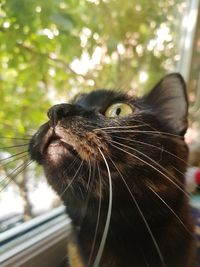 Close-up of a cat looking away