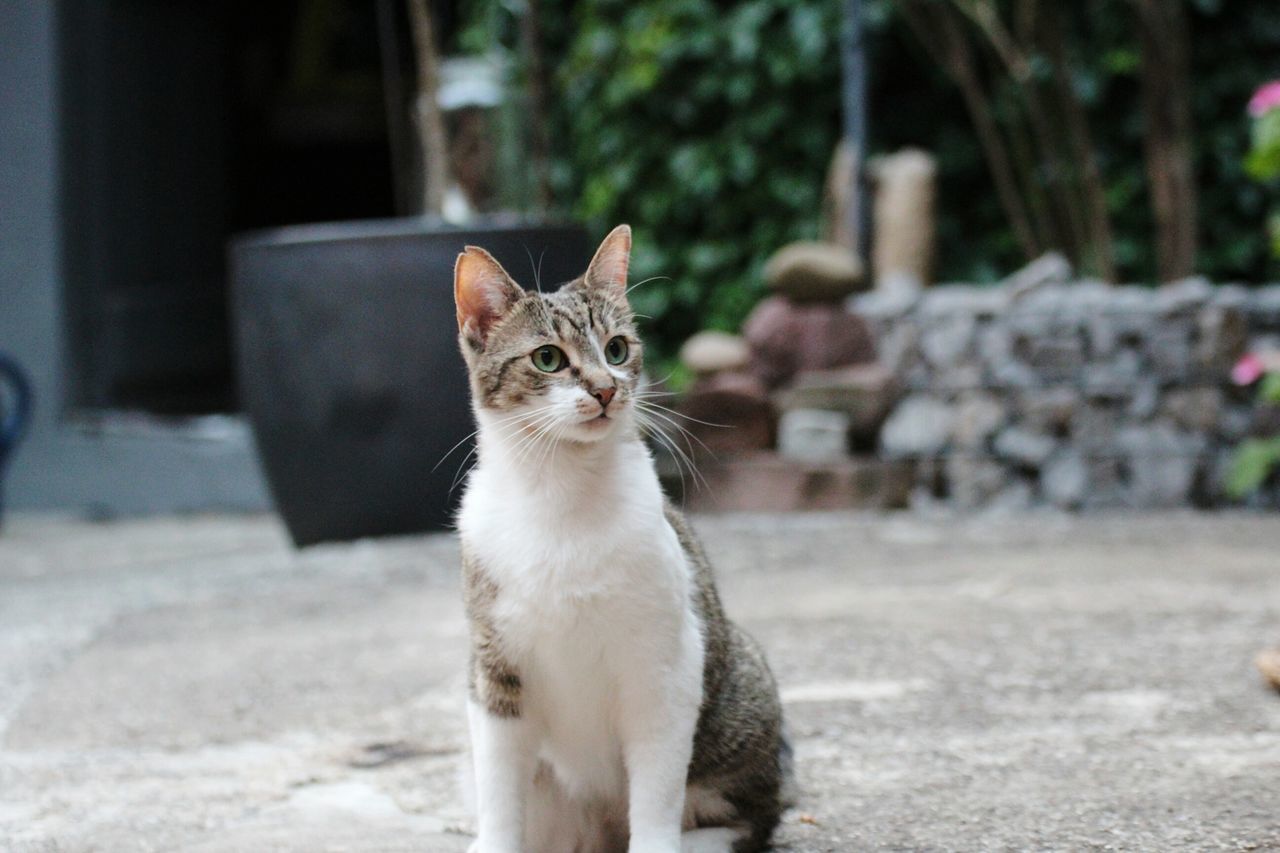 domestic cat, one animal, animal themes, mammal, pets, domestic animals, focus on foreground, feline, looking at camera, sitting, portrait, no people, day, outdoors, close-up