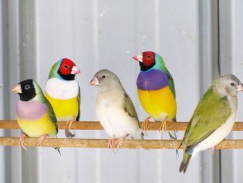 Close-up of parrot perching on table