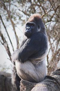 Close-up of monkey sitting on tree