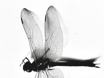 Close-up of insect on leaf