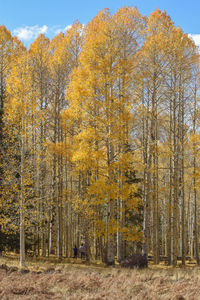 Trees in forest during autumn