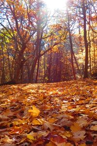 Autumn leaves in forest