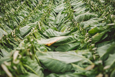 Full frame shot of fresh green leaves