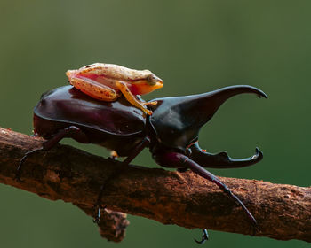 Close-up of insect on tree