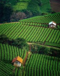 High angle view of agricultural field