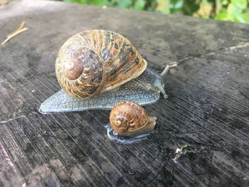 Close-up of snail