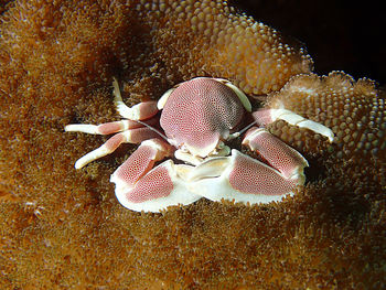 Close-up of coral in sea