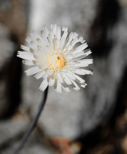 Close-up of white flower blooming outdoors