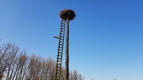 Storknest in the forest 