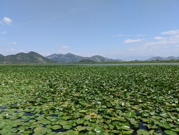 Scenic view of lilies against sky