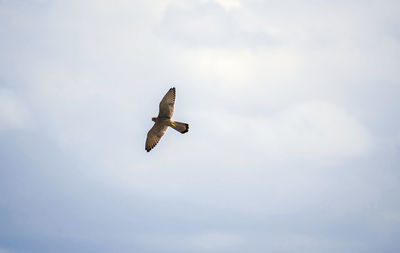 Low angle view of eagle flying in sky