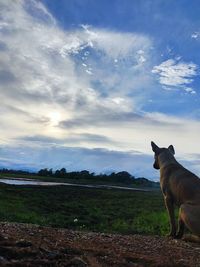 View of dog on field against sky