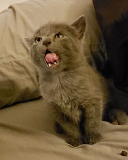 Close-up of a cat