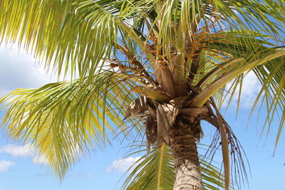 Low angle view of palm trees