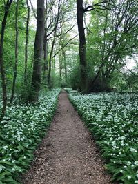 Road amidst trees in forest
