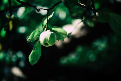 Close-up of fruit growing on plant