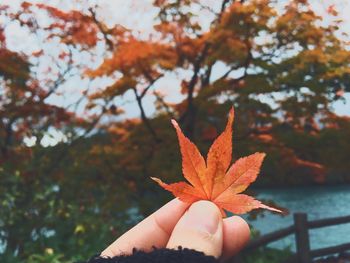 Cropped image of maple leaf on tree trunk