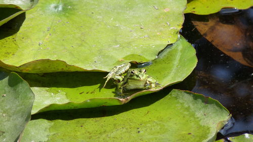 Close-up of insect on leaf