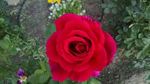 Close-up of pink rose