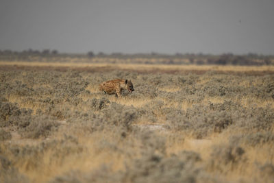 Cheetah on field