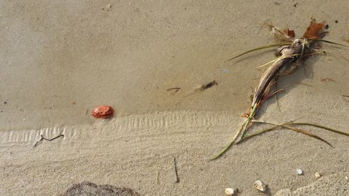 High angle view of garbage at beach