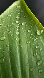 Close-up of water drops on leaf