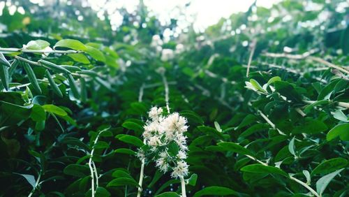 Close-up of white flowers blooming in field