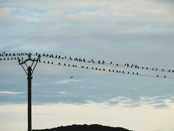 Low angle view of silhouette birds flying against sky