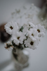 Close-up of white cherry blossom