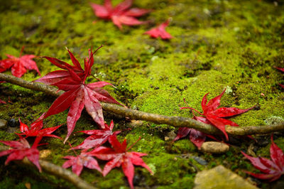 Close-up of maple leaves on a field