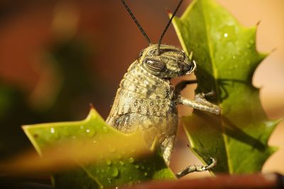 Close-up of insect on leaf