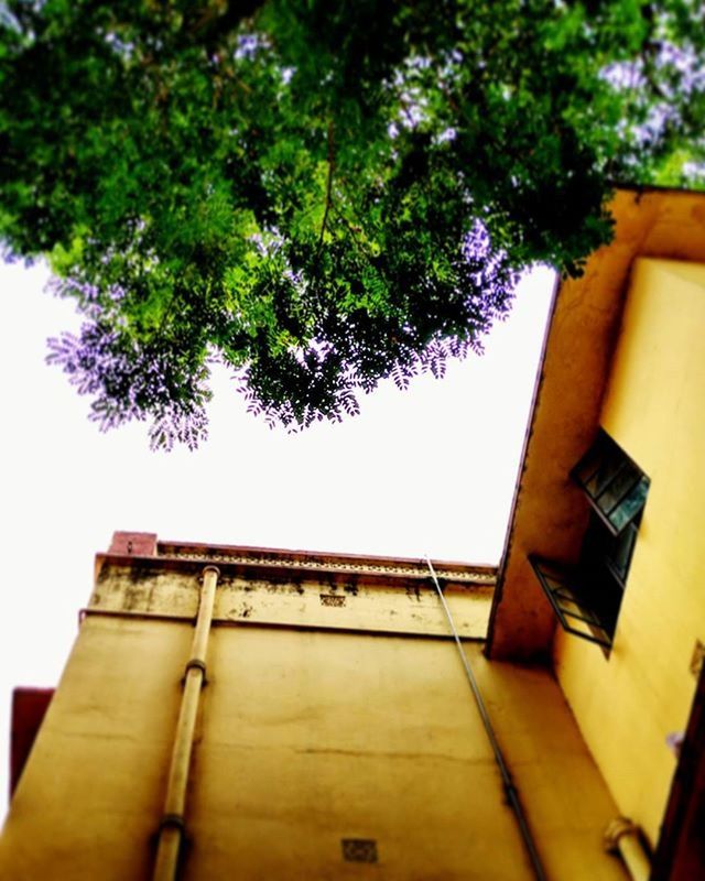 architecture, built structure, building exterior, low angle view, tree, house, residential structure, residential building, window, building, railing, growth, branch, day, outdoors, no people, balcony, clear sky, steps, wall - building feature
