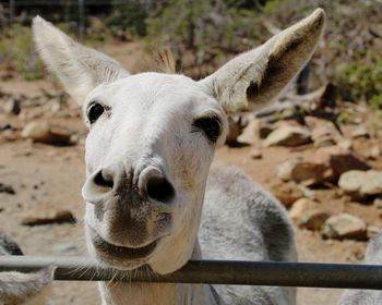 Close-up portrait of a donkey