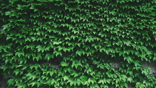 Full frame shot of ivy growing on wall