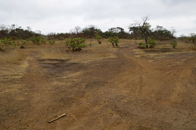 Trees on landscape against sky