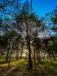 Trees on field against sky