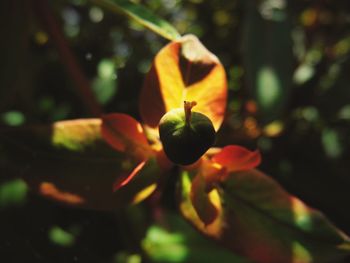 Close-up of flowers blooming