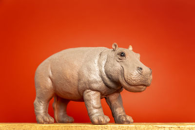 Close-up of a horse against red background