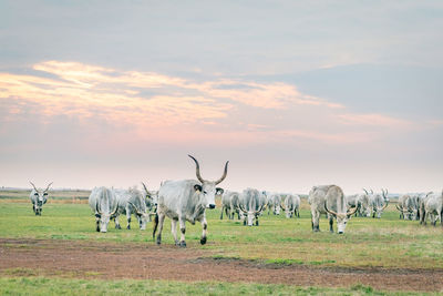 Cows standing on field against sky