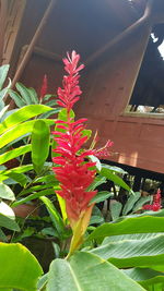 Close-up of red flowering plant in yard